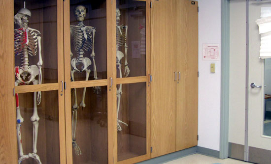 Anatomy and Physiology Lab